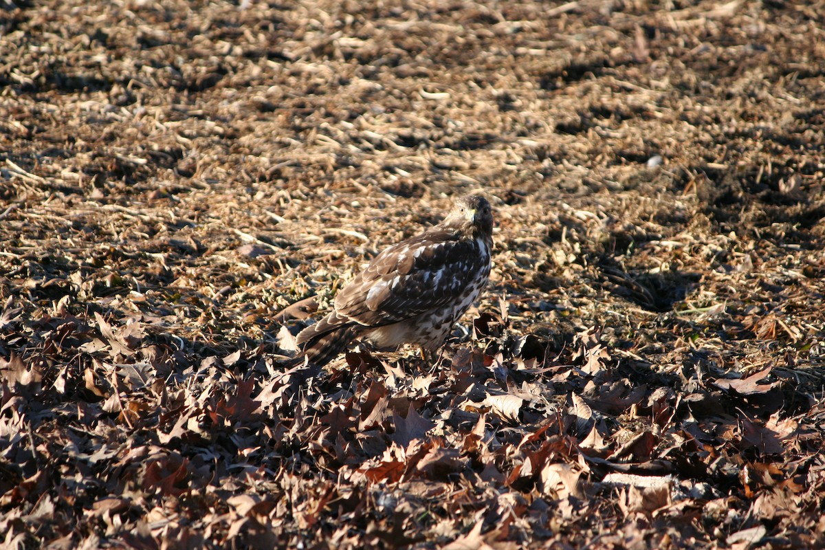 Red-shouldered Hawk - ML627277486