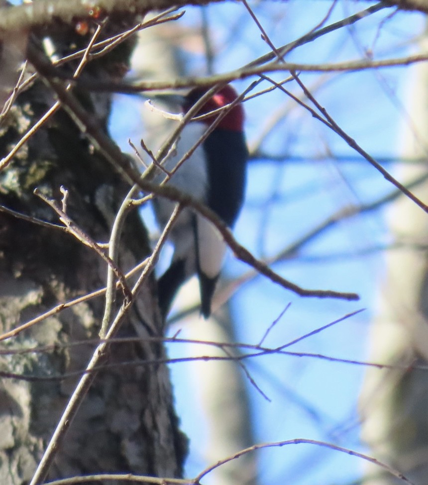 Red-headed Woodpecker - ML627277594