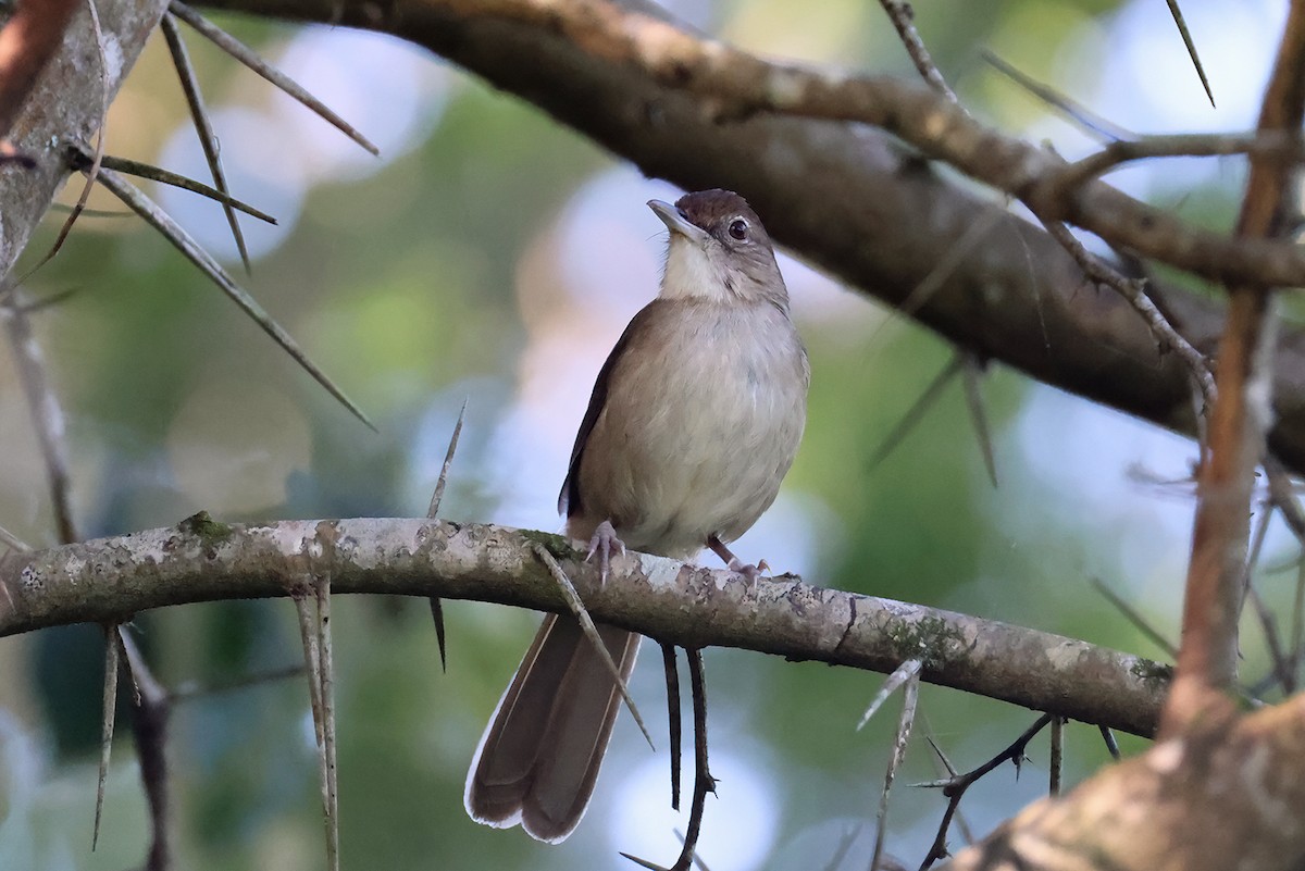 Terrestrial Brownbul - ML627277680