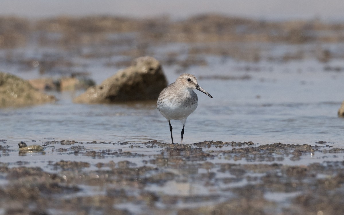 Dunlin - ML627277716