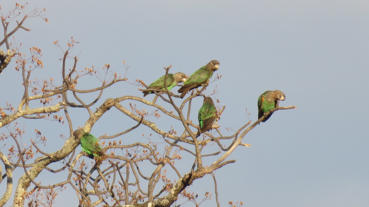 Brown-necked Parrot (Gray-headed) - ML627277738