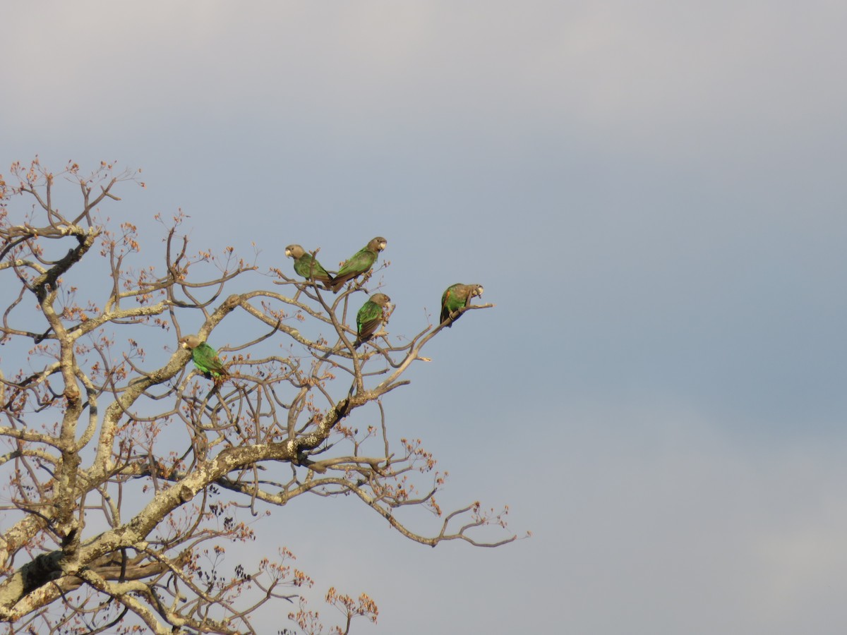 Brown-necked Parrot (Gray-headed) - ML627277746