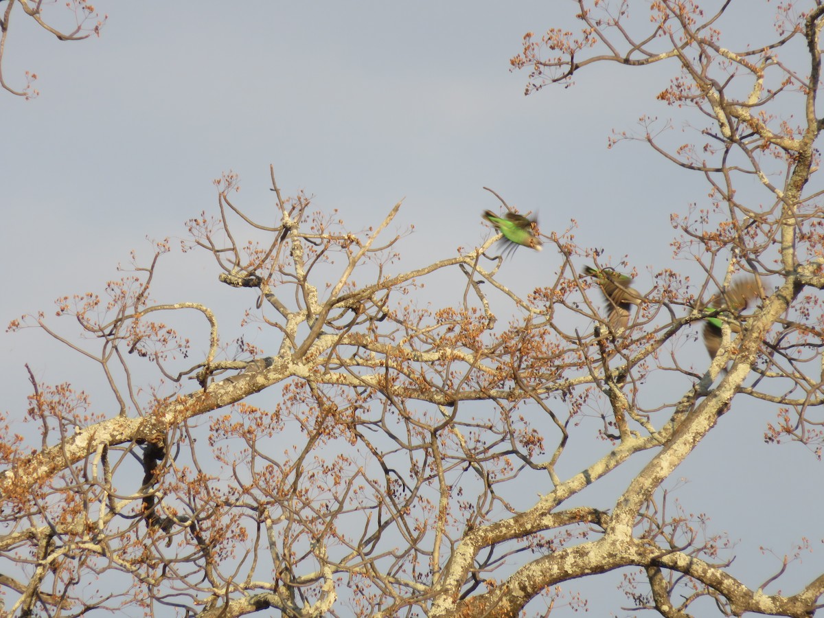 Brown-necked Parrot (Gray-headed) - ML627277750