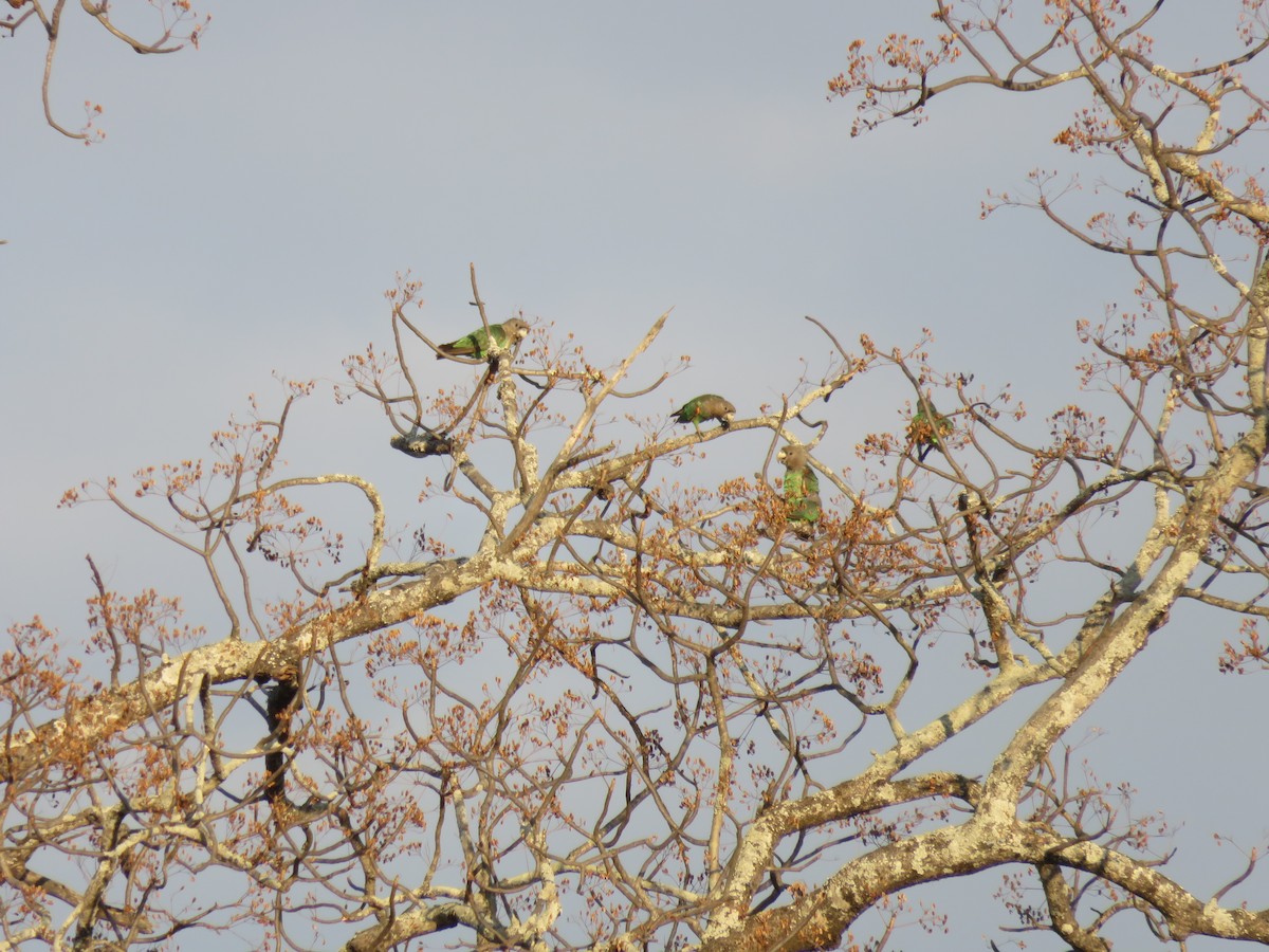 Brown-necked Parrot (Gray-headed) - ML627277751