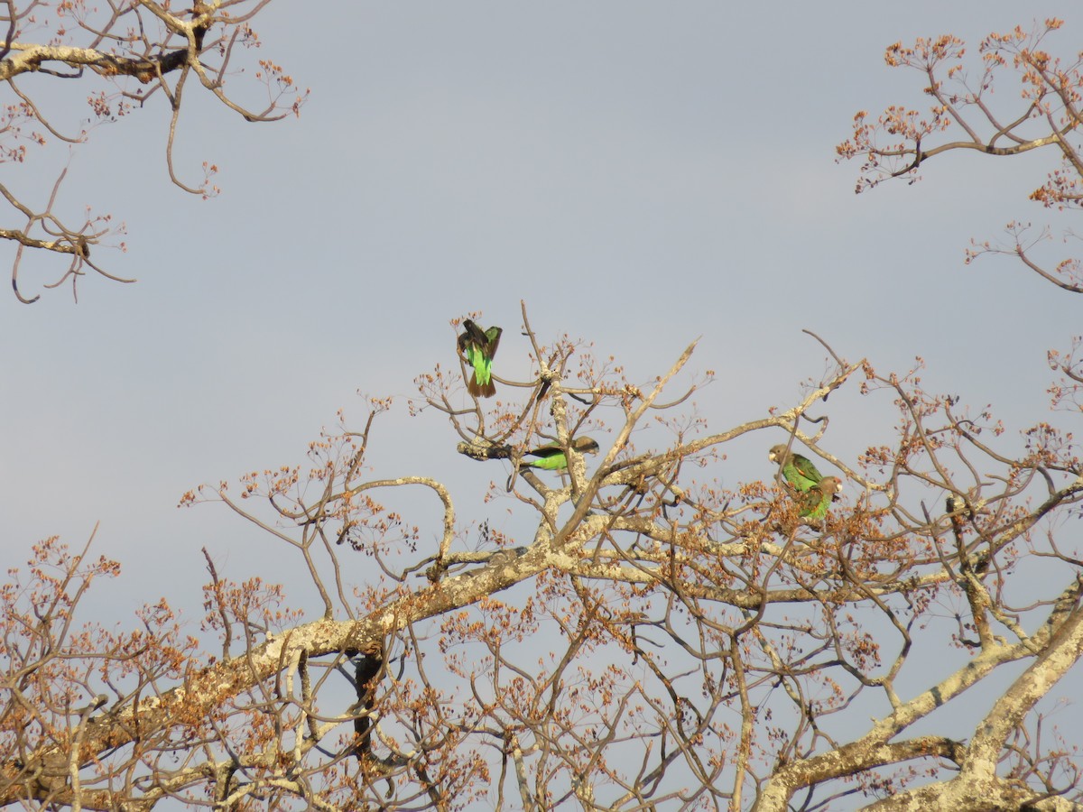 Brown-necked Parrot (Gray-headed) - ML627277756