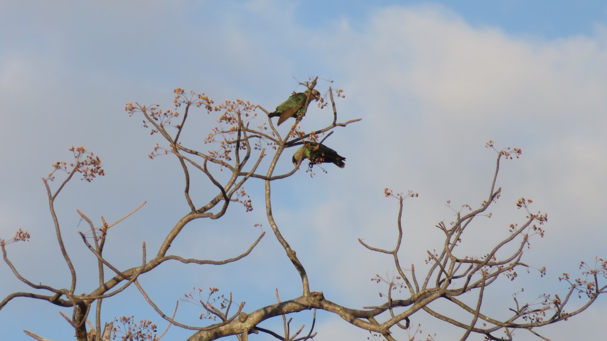 Brown-necked Parrot (Gray-headed) - ML627277758