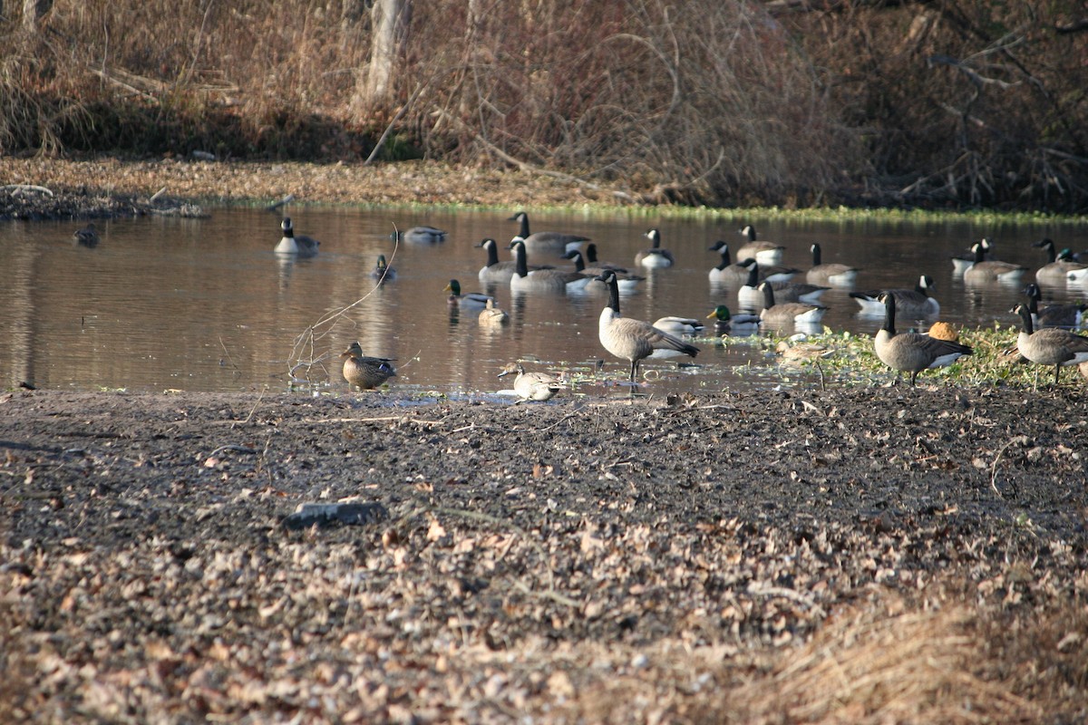 duck sp. - ML627277834