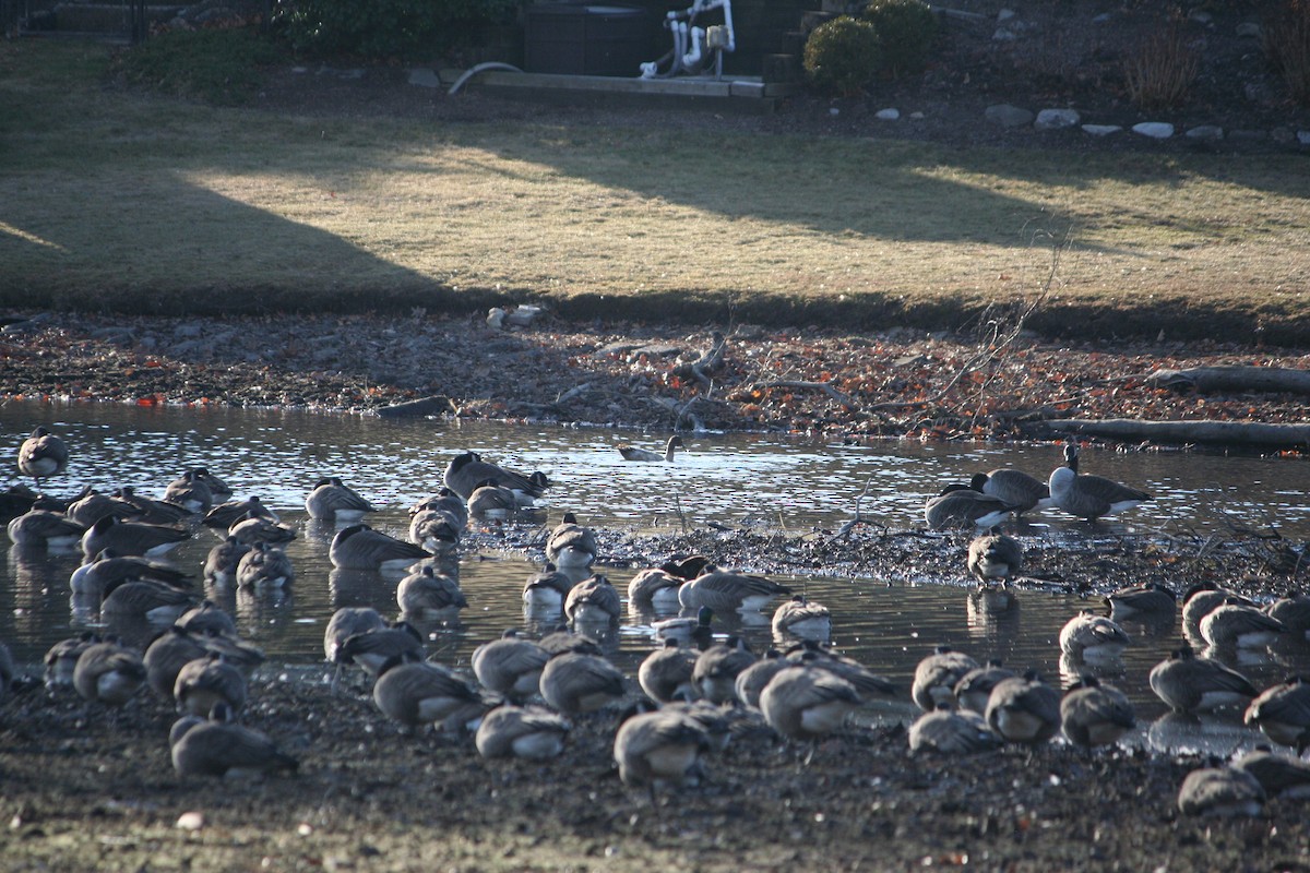 duck sp. - ML627277855