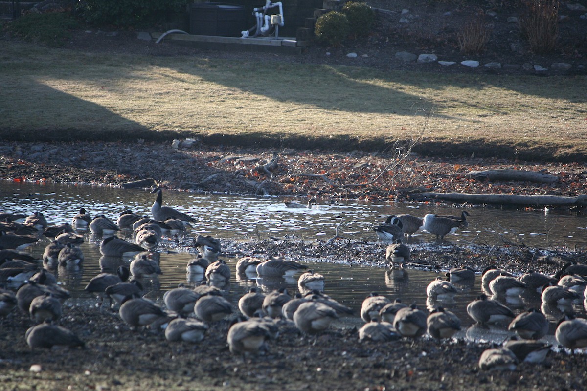 duck sp. - ML627277856