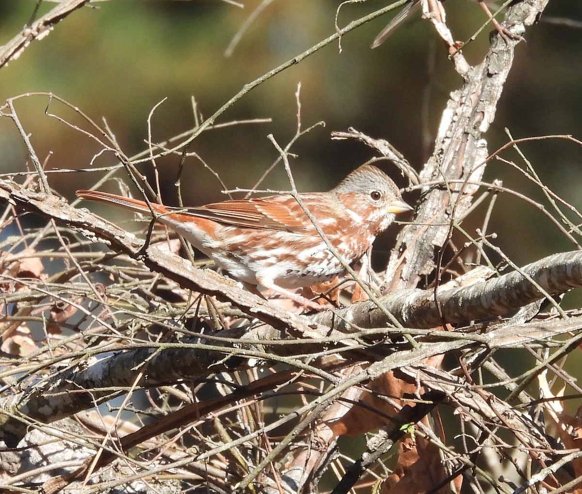 Fox Sparrow - ML627277973