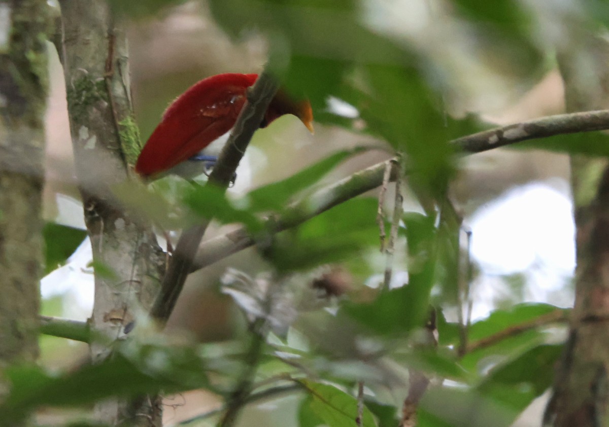 King Bird-of-Paradise - ML627278193