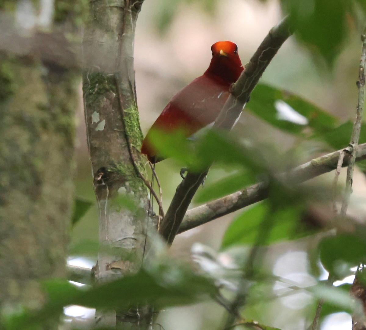 King Bird-of-Paradise - ML627278194