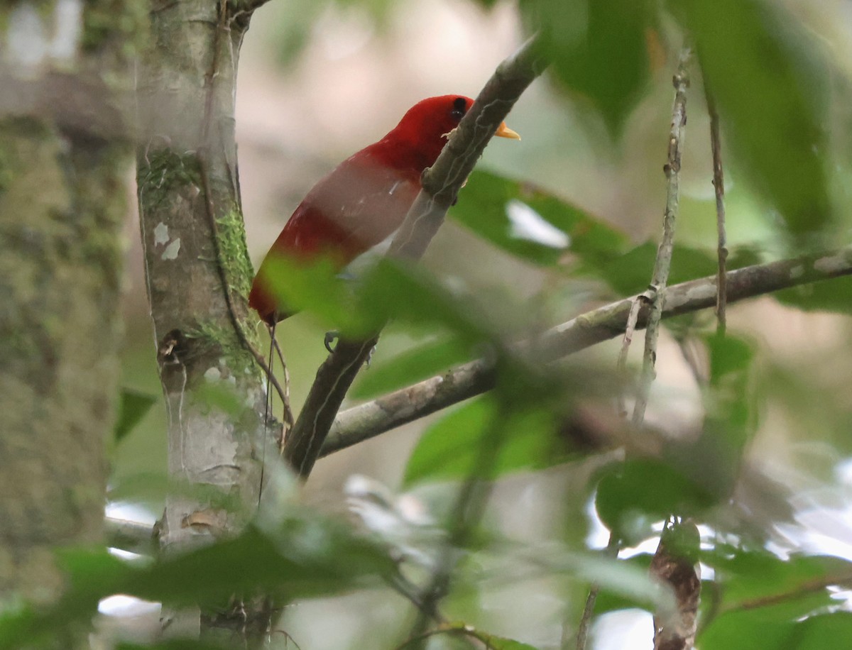 King Bird-of-Paradise - ML627278195