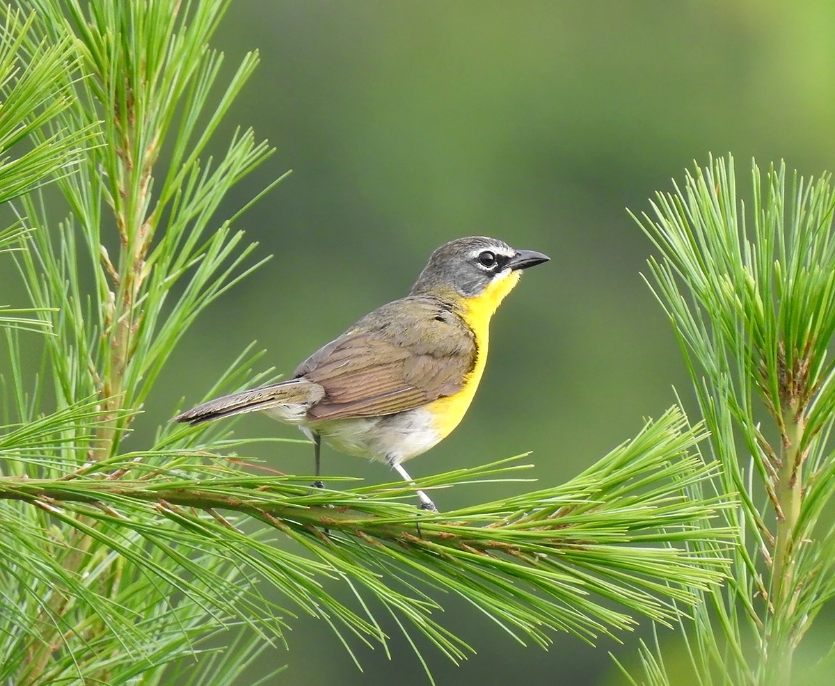 Yellow-breasted Chat - Brian Tinker