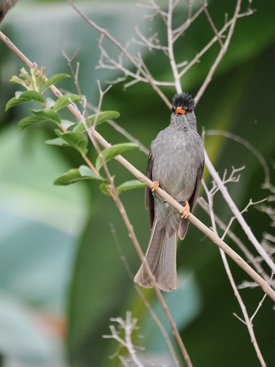 Malagasy Bulbul - ML627278512