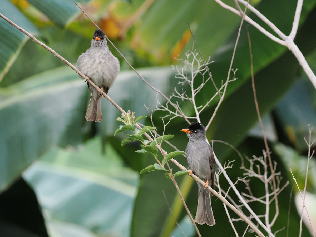 Malagasy Bulbul - ML627278513