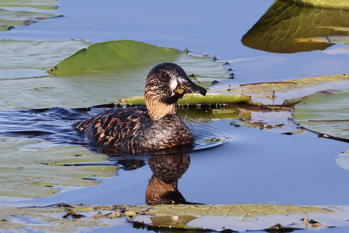 Dendrocygne à dos blanc - ML627278526