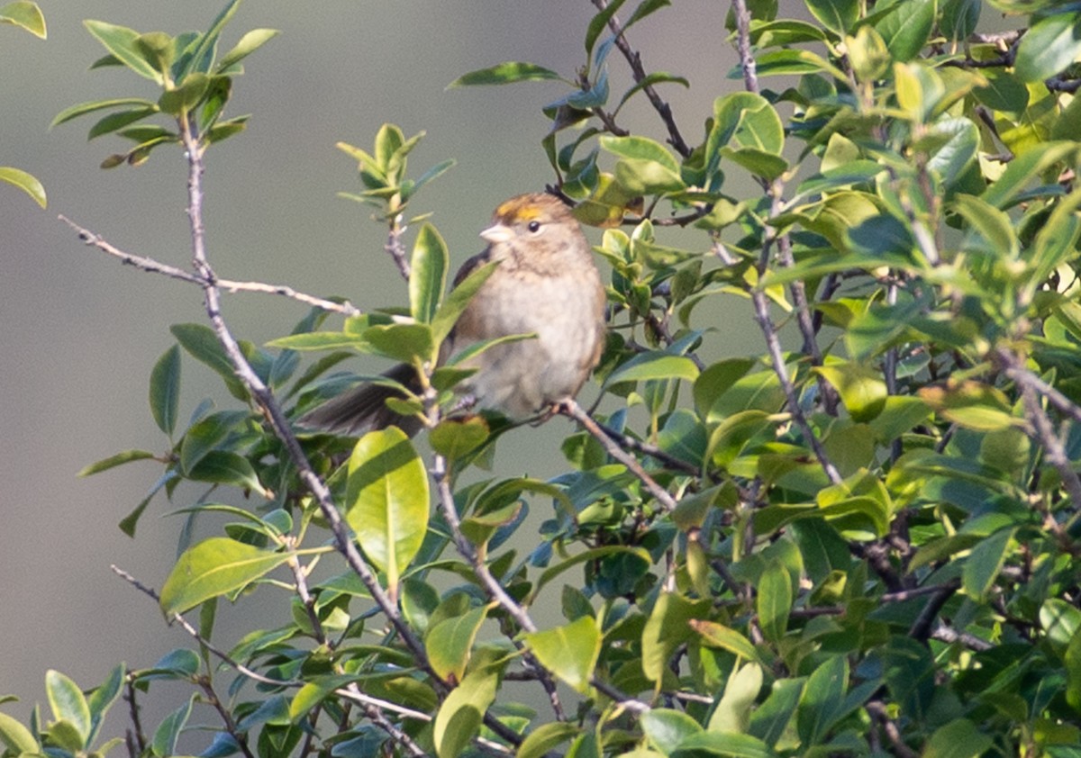 Zonotrichia sp. - ML627278595