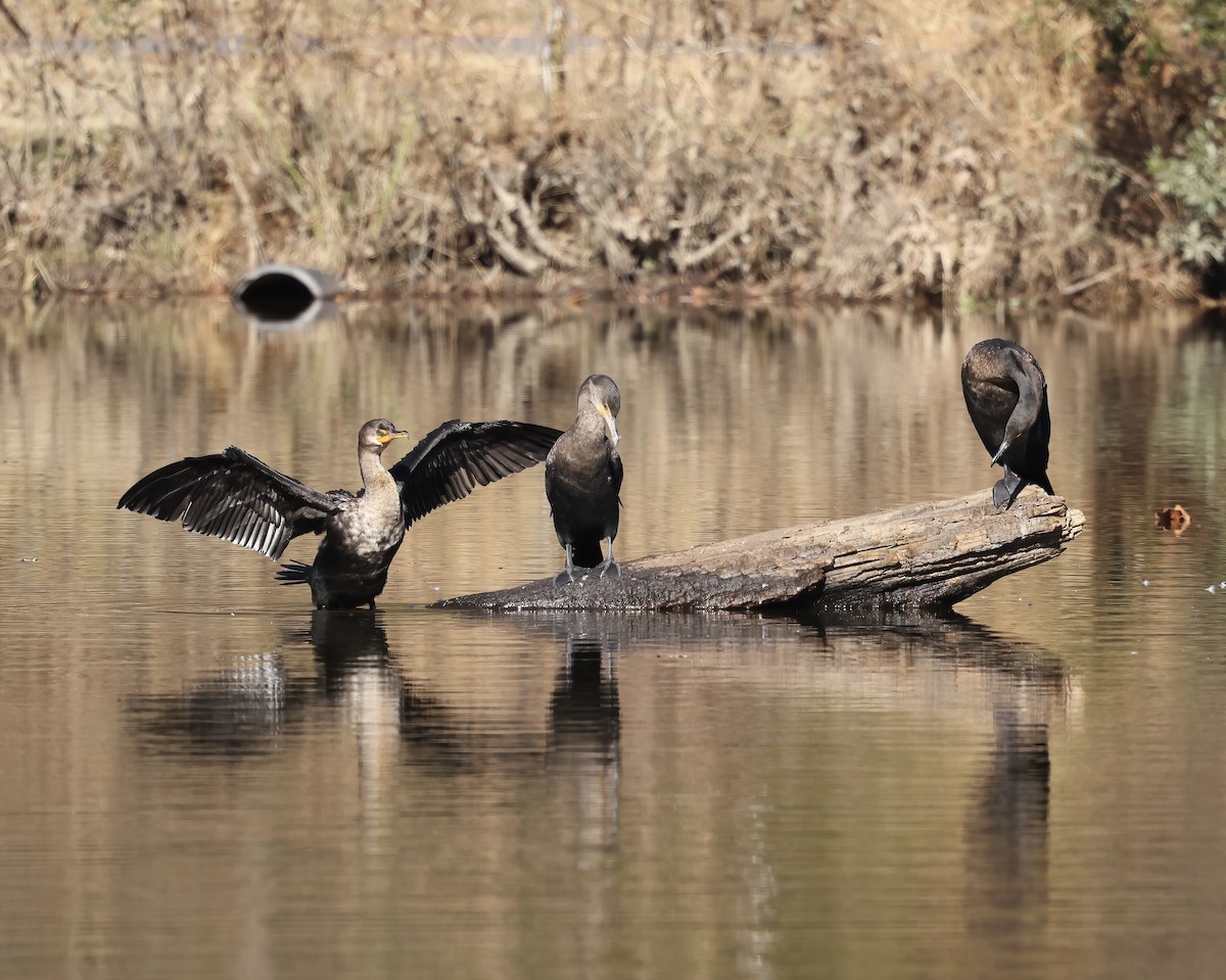 Cormoran à aigrettes - ML627278833