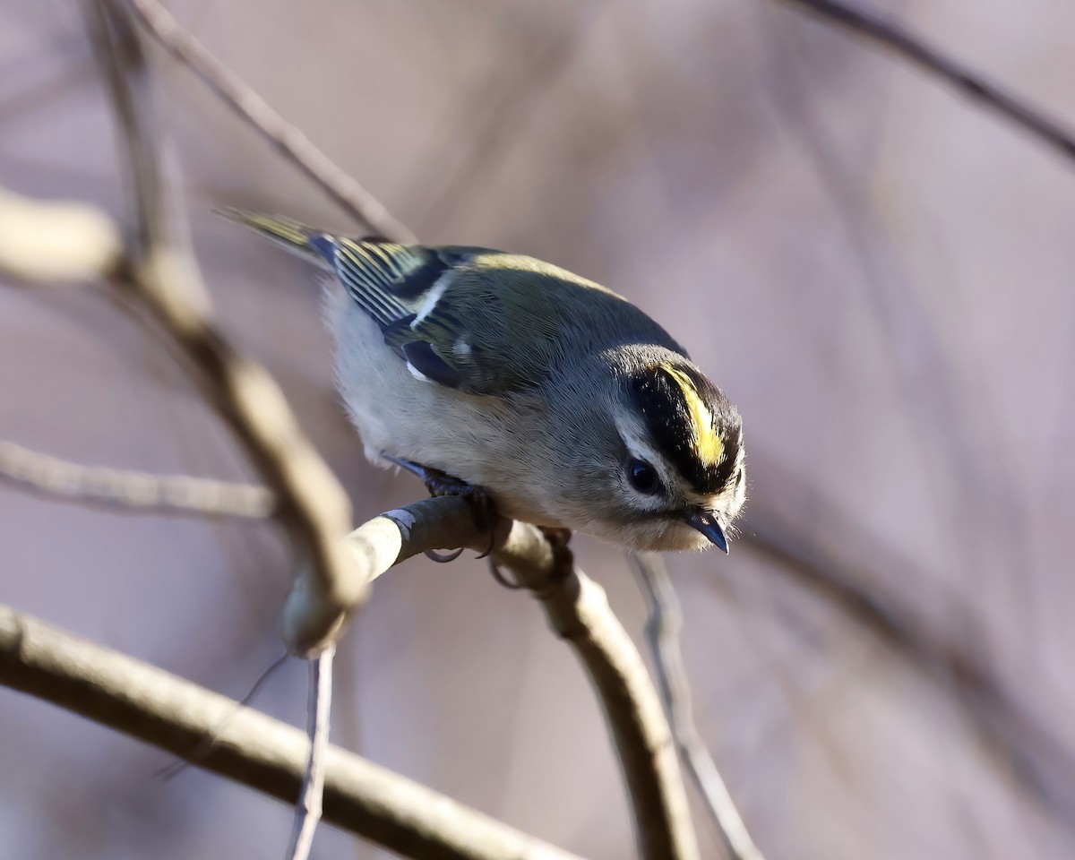 Roitelet à couronne dorée - ML627278847