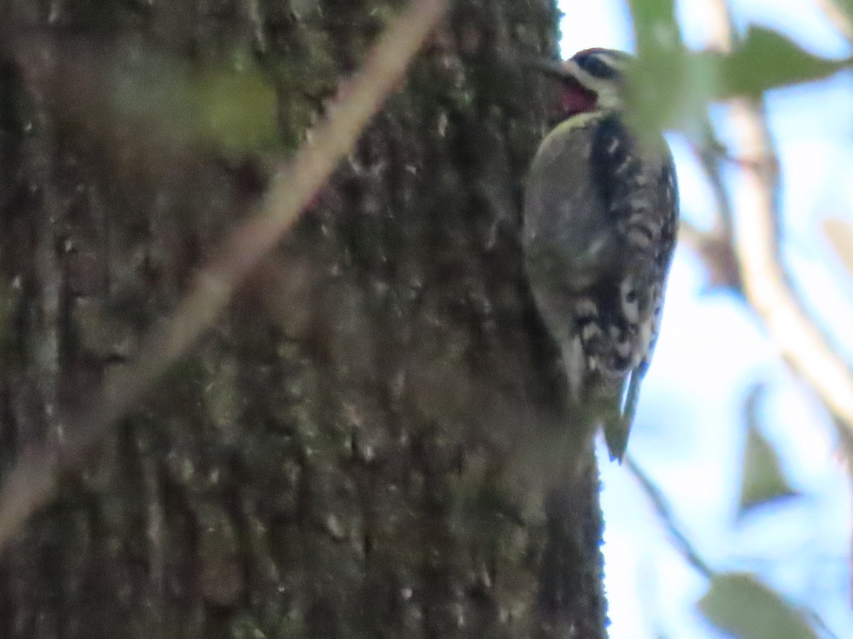 Yellow-bellied Sapsucker - ML627278873