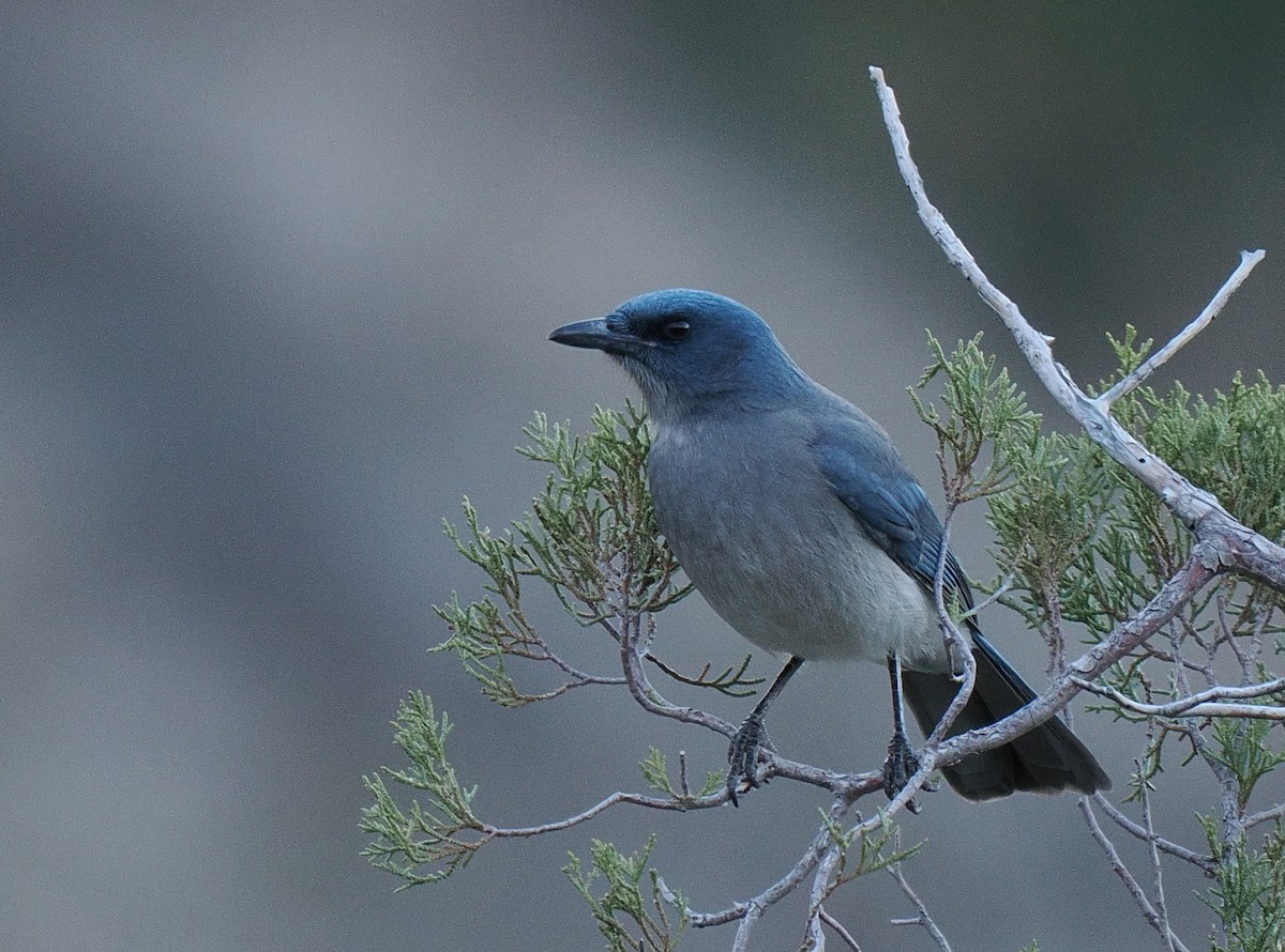 Mexican Jay - ML627278885