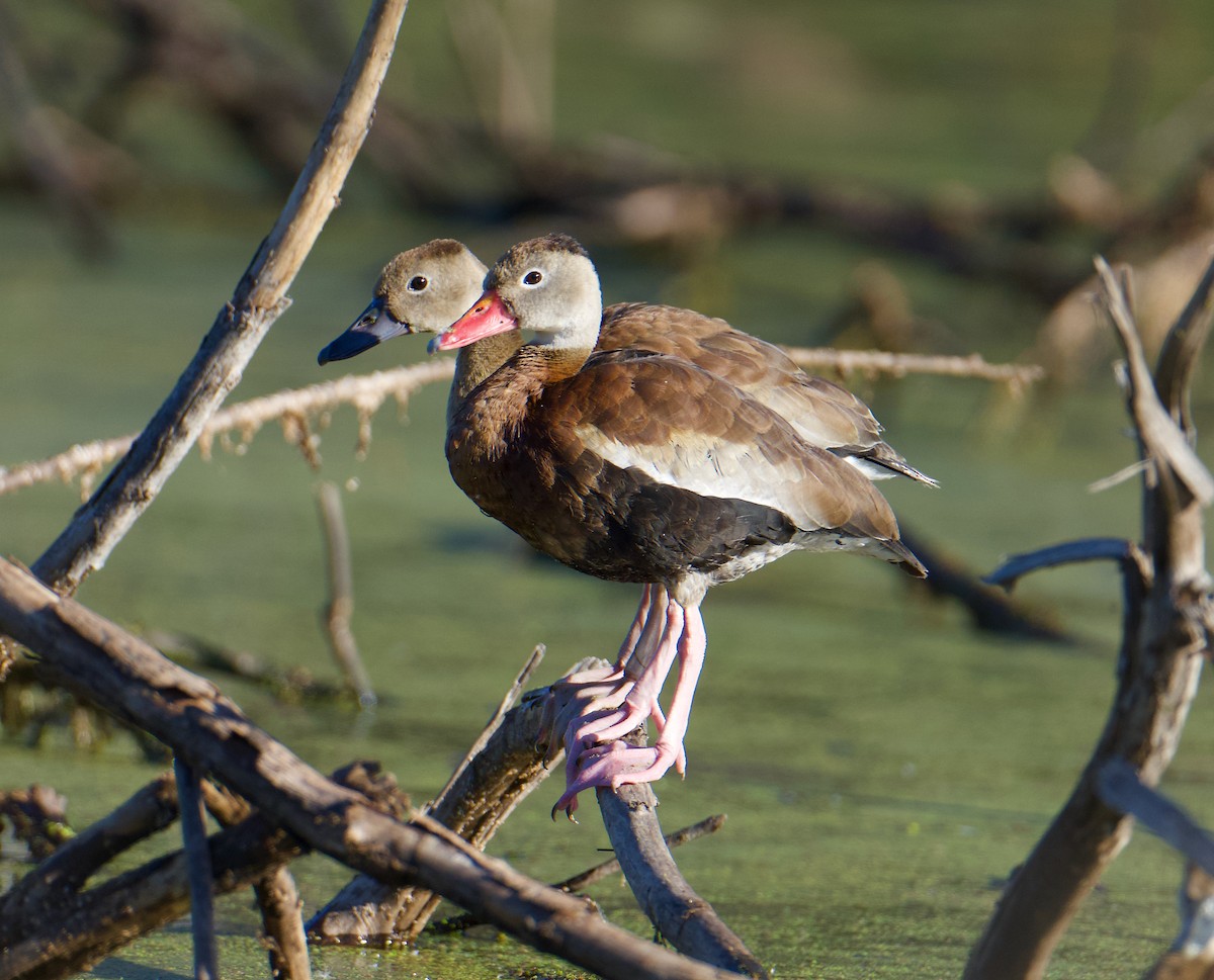 Black-bellied Whistling-Duck - ML627278916