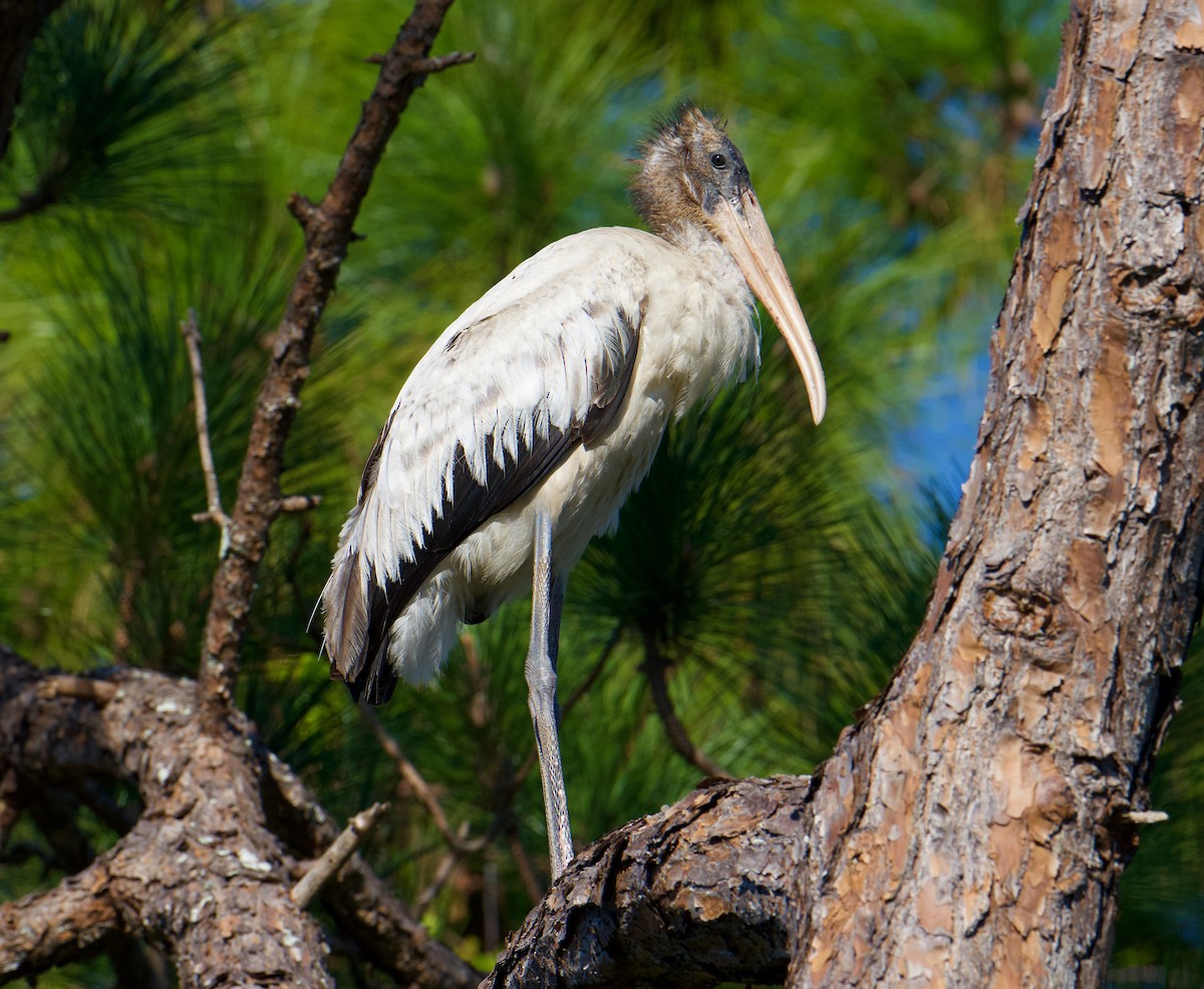 Wood Stork - ML627279006