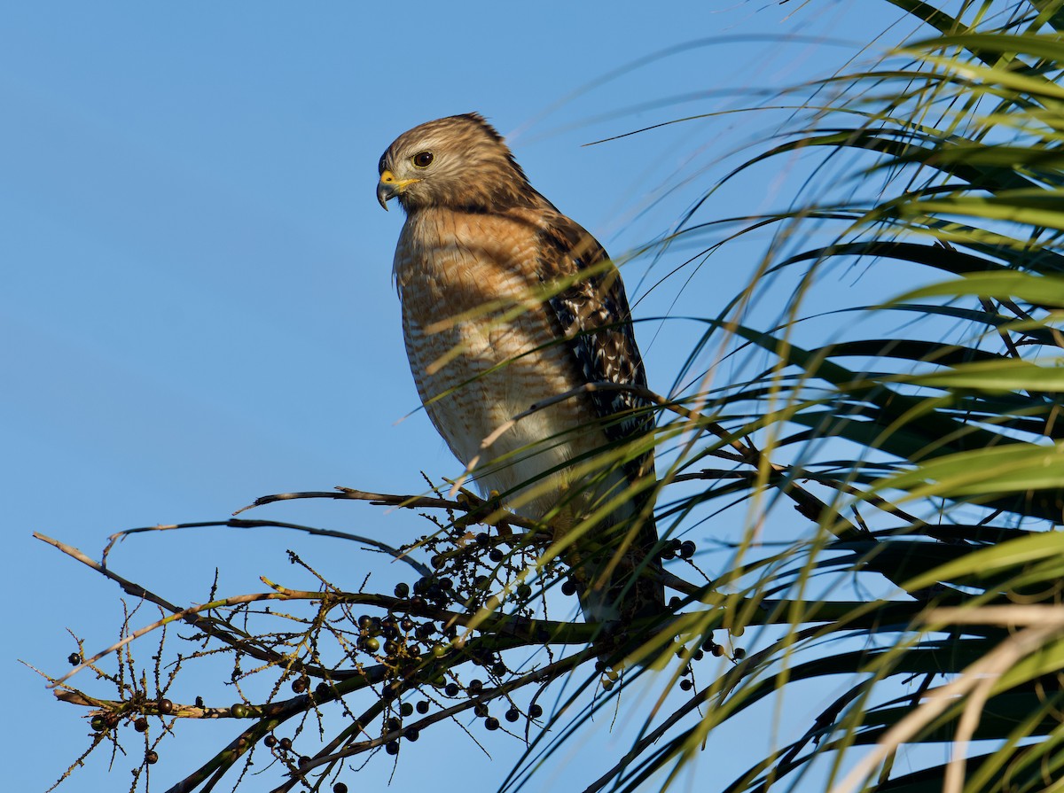 Red-shouldered Hawk - ML627279019