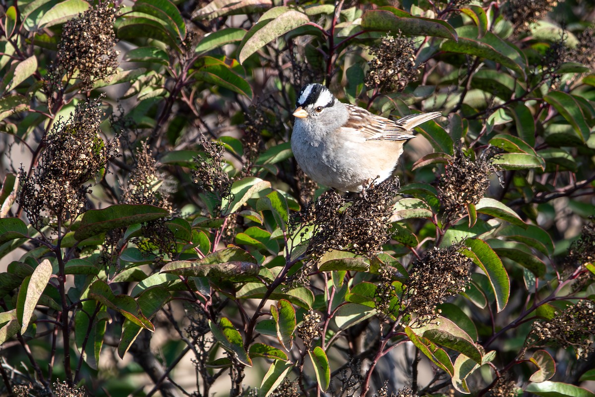 White-crowned Sparrow - ML627279169