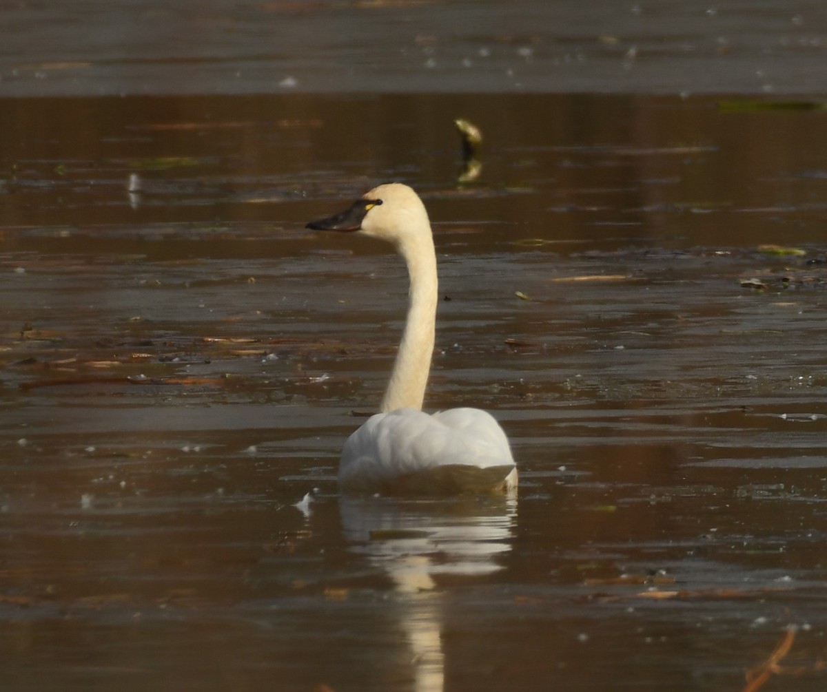 Tundra Swan (Whistling) - ML627279348