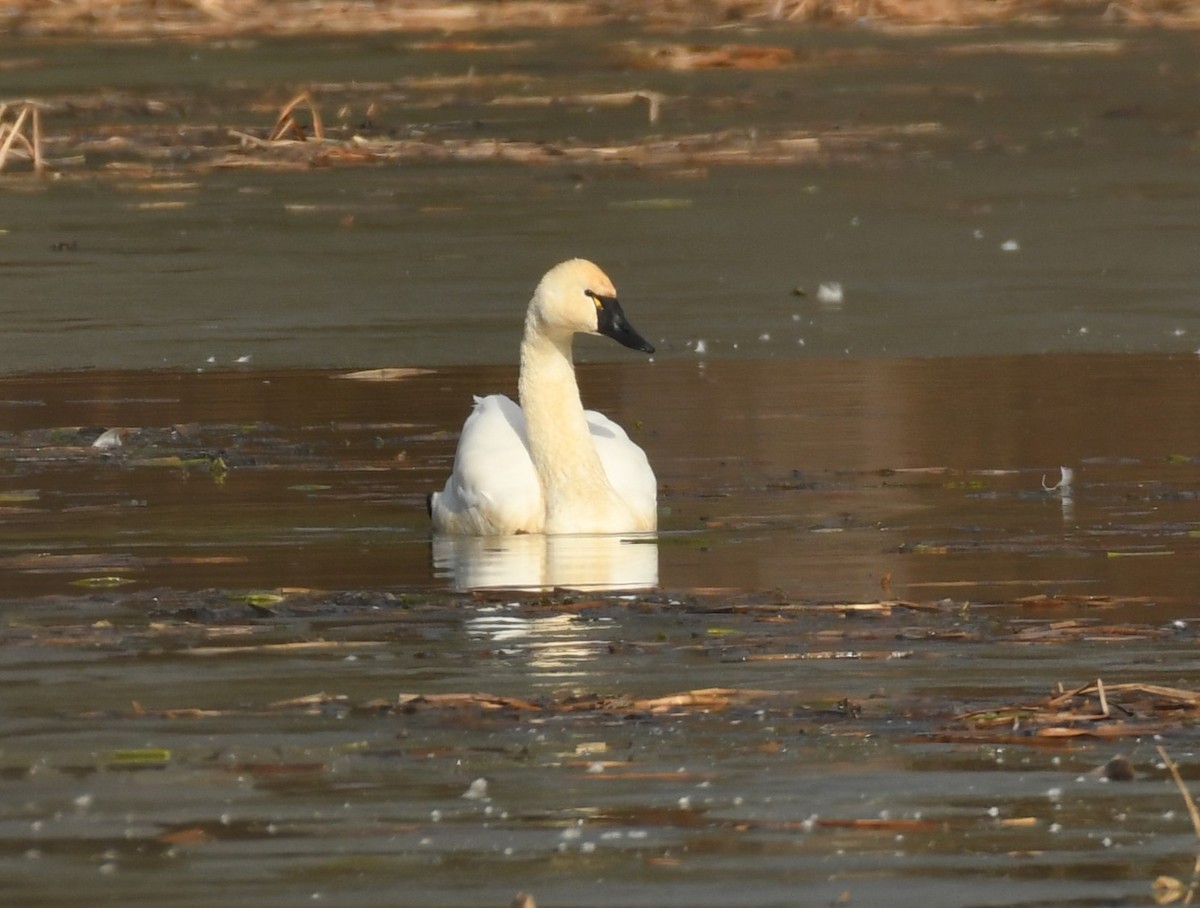 Tundra Swan (Whistling) - ML627279349