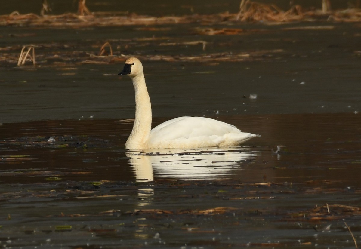 Tundra Swan (Whistling) - ML627279350