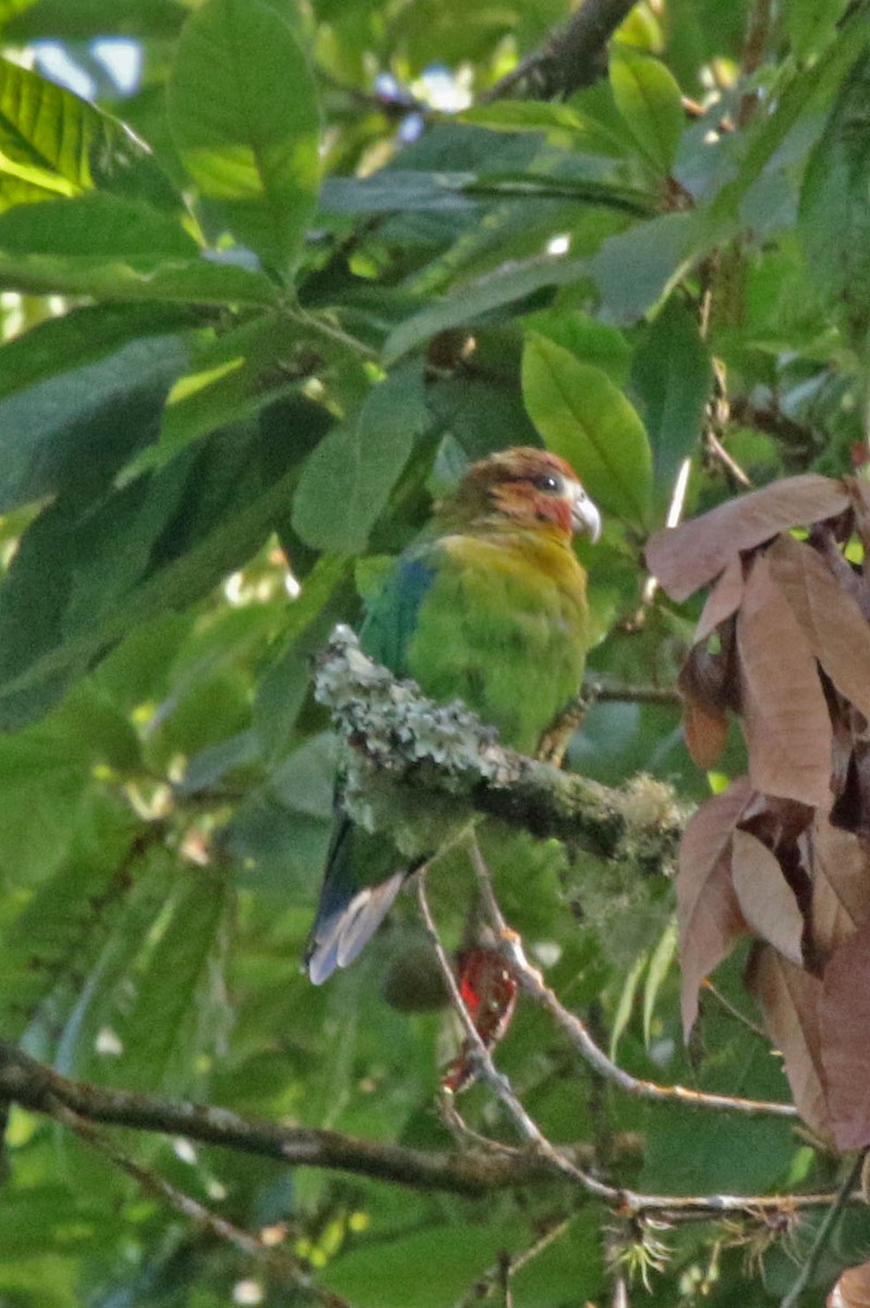 Rusty-faced Parrot - ML627279481