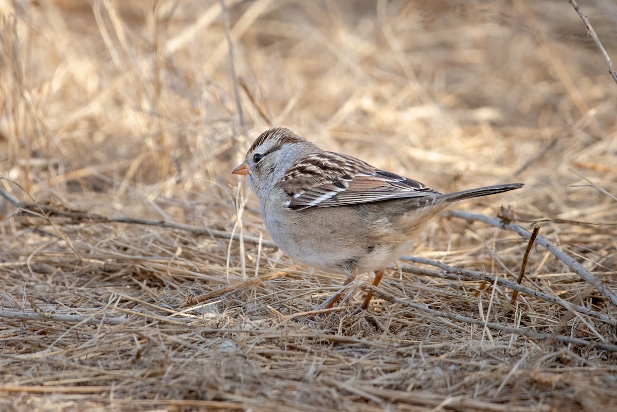 White-crowned Sparrow - ML627279507