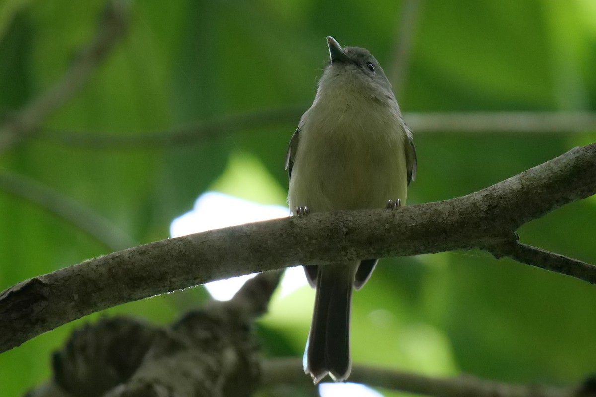 Blue Mountain Vireo - ML627279615