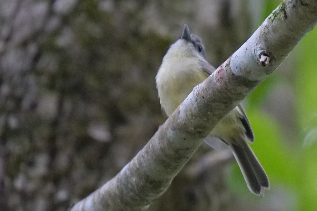 Blue Mountain Vireo - ML627279616