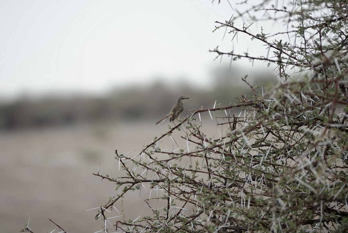 Prinia à plastron - ML627279678