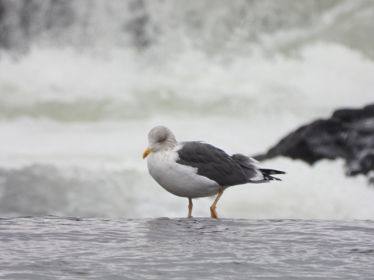 Lesser Black-backed Gull - ML627279696