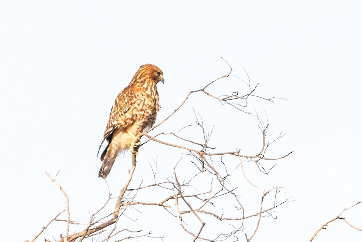 Red-shouldered Hawk - ML627279811