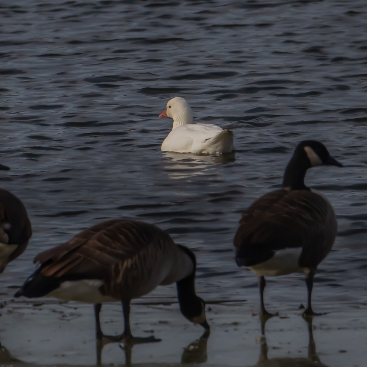 Ross's Goose - ML627280008