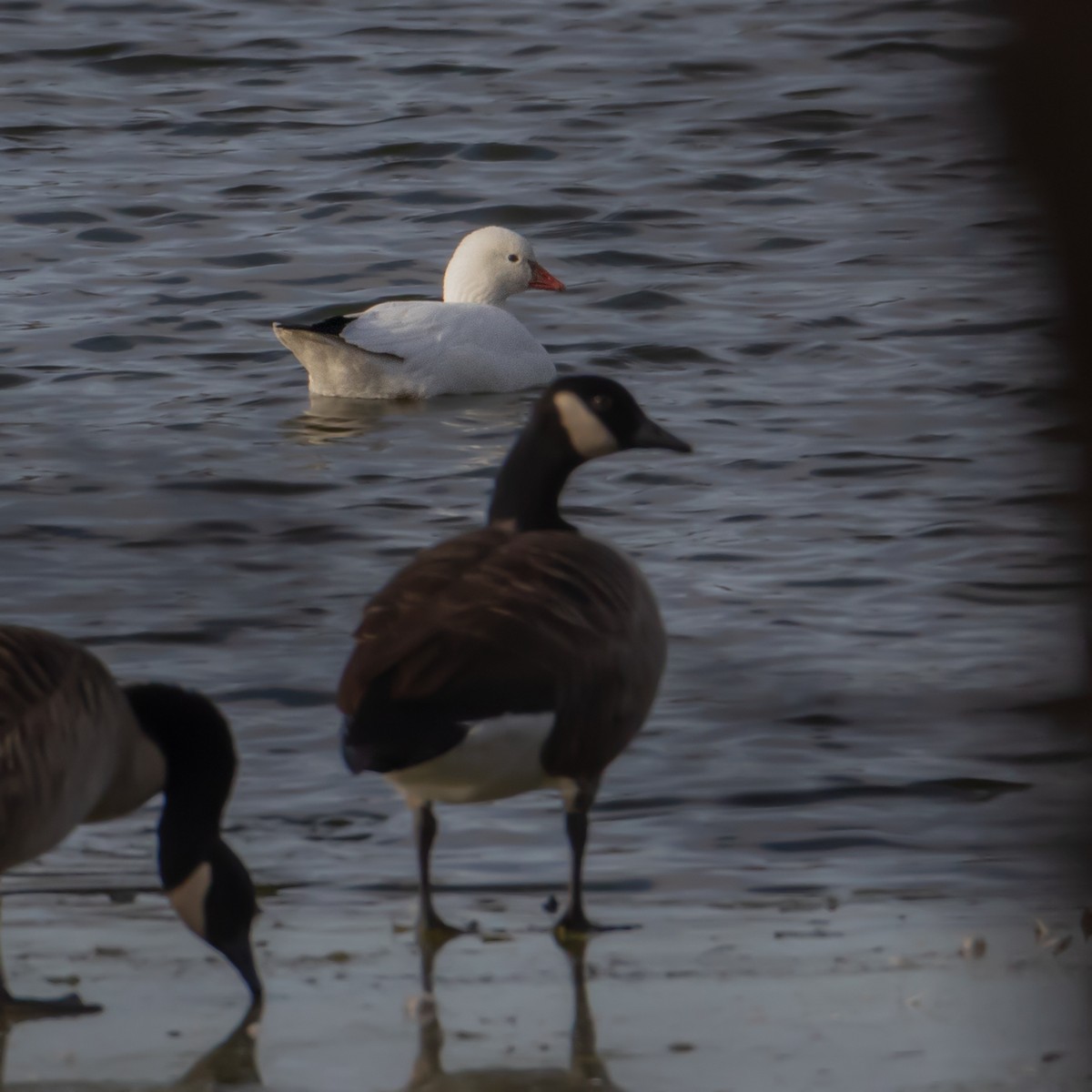 Ross's Goose - ML627280009