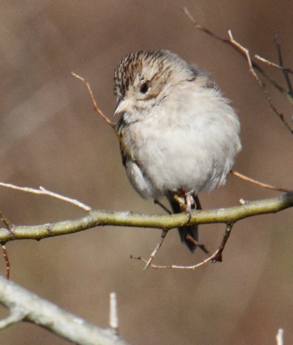 Brewer's Sparrow - ML627280055