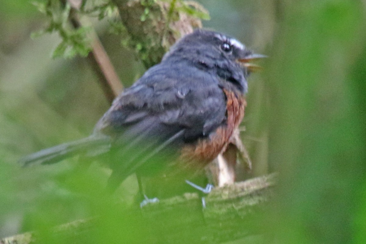 Chestnut-bellied Chat-Tyrant - ML627280083