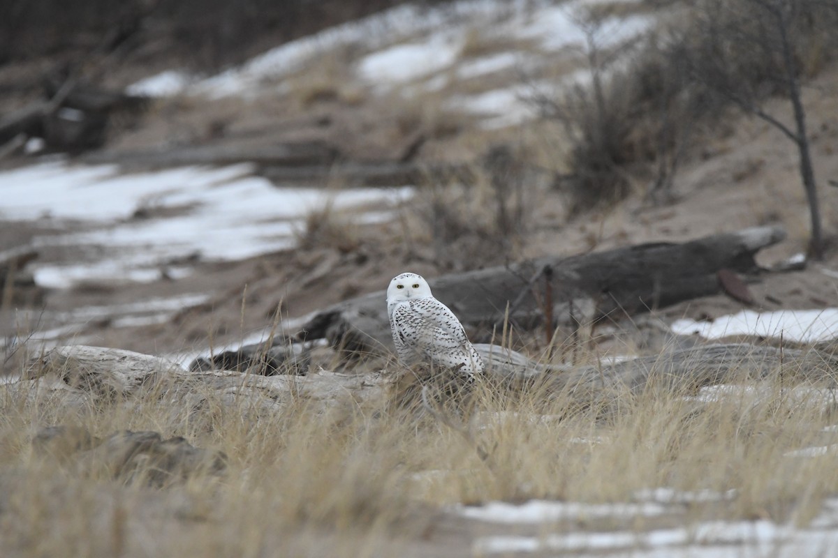 Snowy Owl - ML627280124