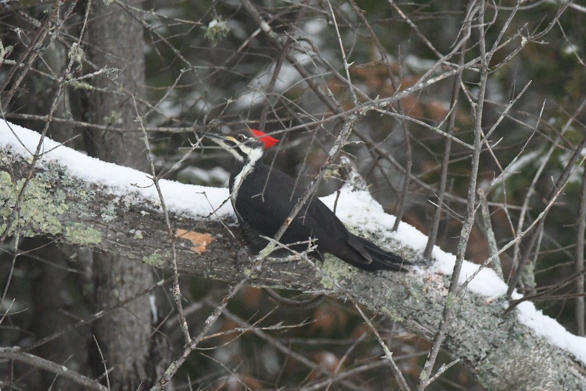 Pileated Woodpecker - ML627280225