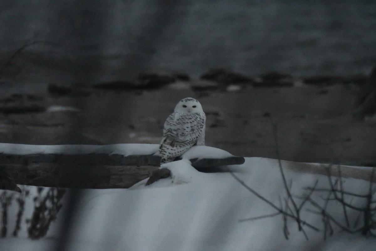 Snowy Owl - ML627280344