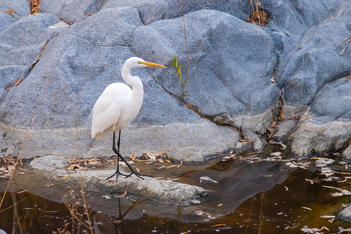 Great Egret - ML627280409