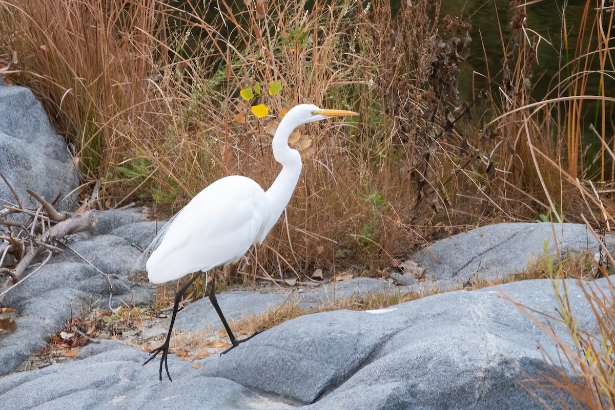 Great Egret - ML627280520