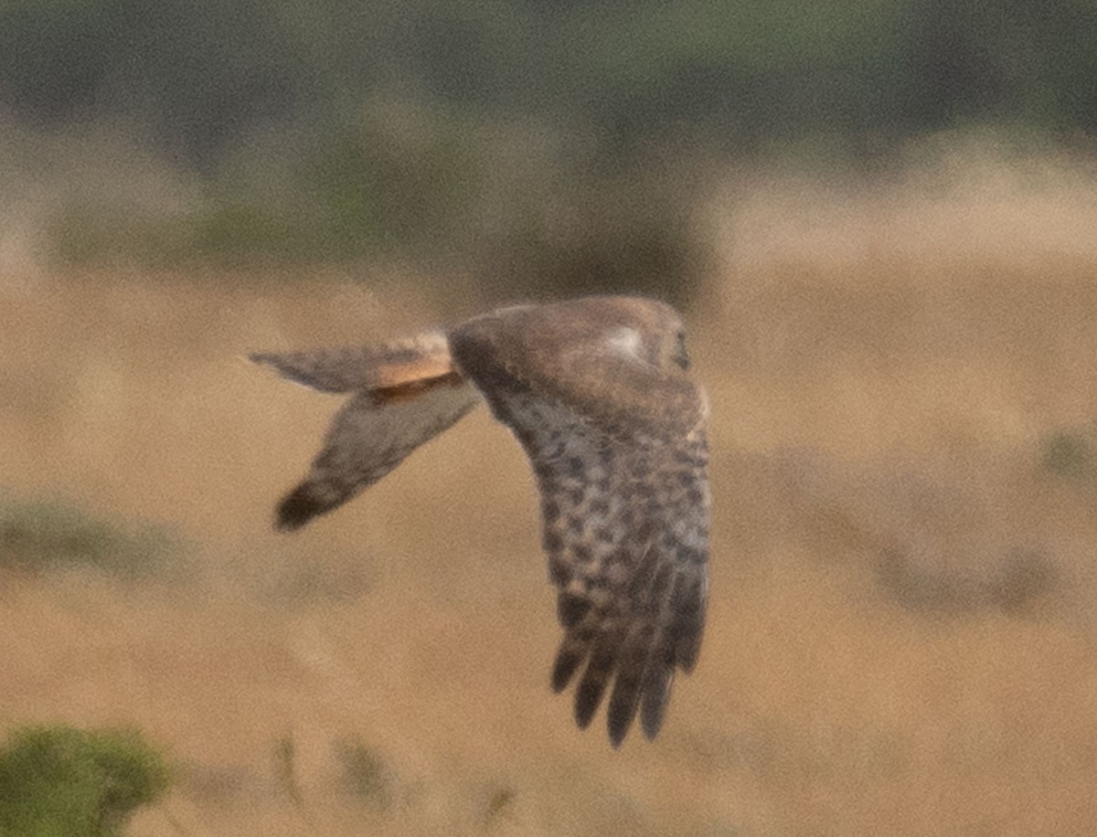 African Marsh Harrier - ML627280715